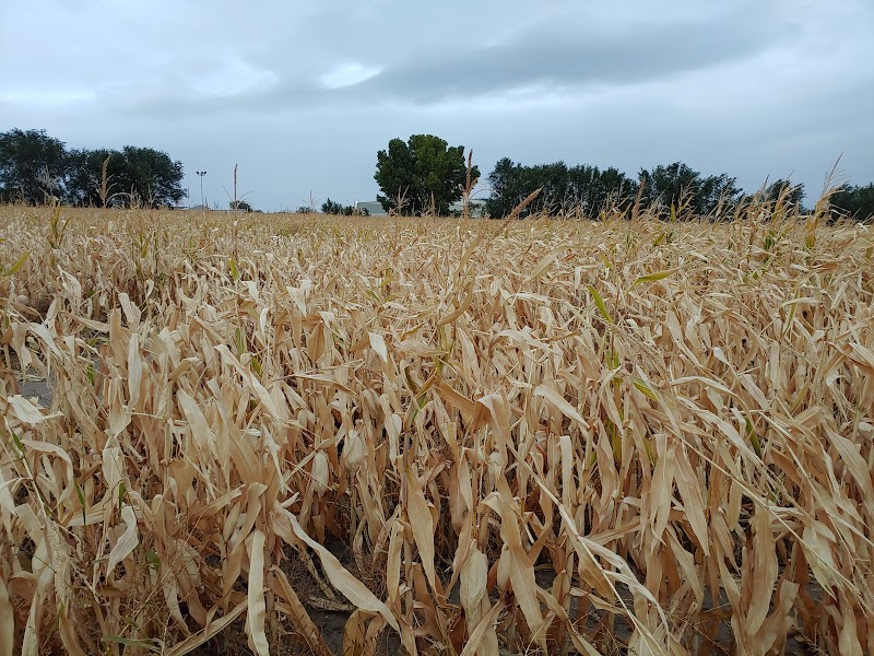 The Crazy Corn Maze