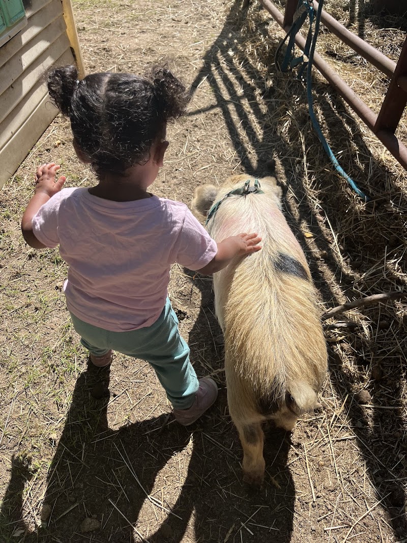 The Rusty Buckle Petting Zoo & Pony Parties