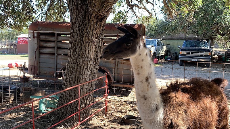 The Farmyard