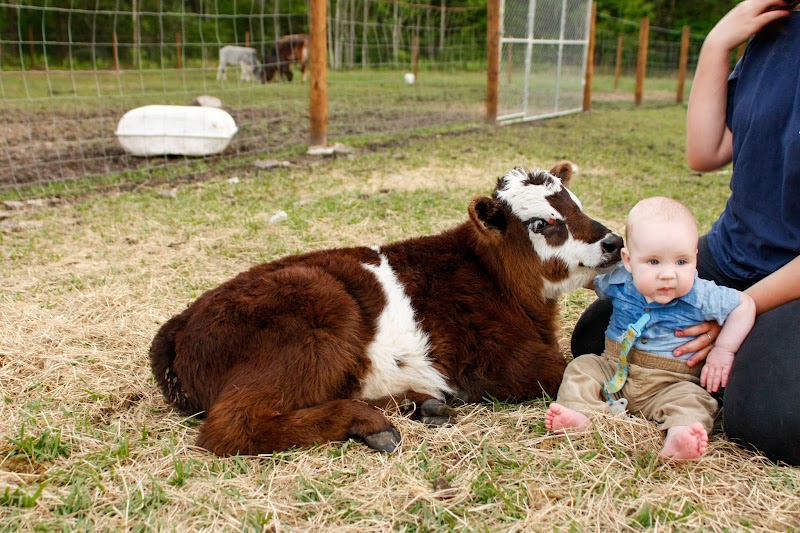 Grace Haven Homestead — Petting Zoos in Jacksonville