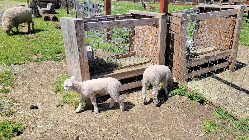 Deer Hollow Farm — Petting Zoos in Sunnyvale