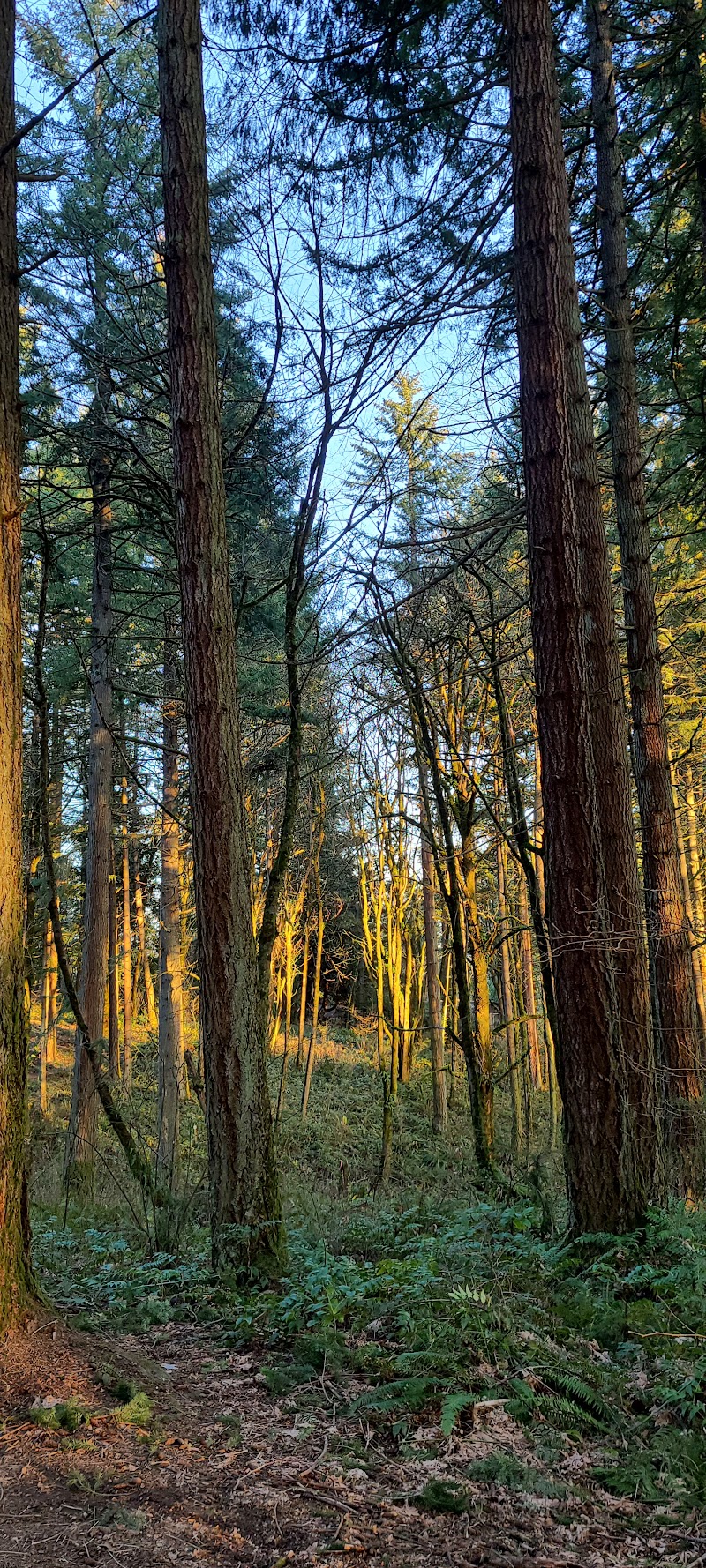 Maricara Natural Area — Hiking with Kids in Portland