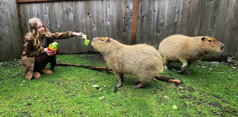 Debbie Dolittle's Petting Zoo