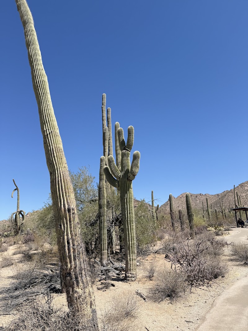 Desert Discovery Nature Trail — Hiking with Kids in Tucson