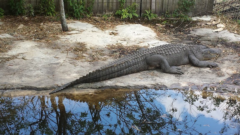 Croc Encounters — New Year's Eve Kids Activities in Tampa