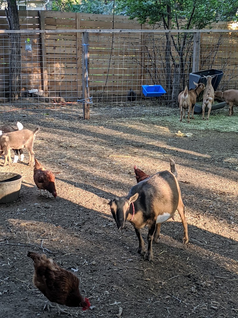 Roost Farms — Petting Zoos in Denver