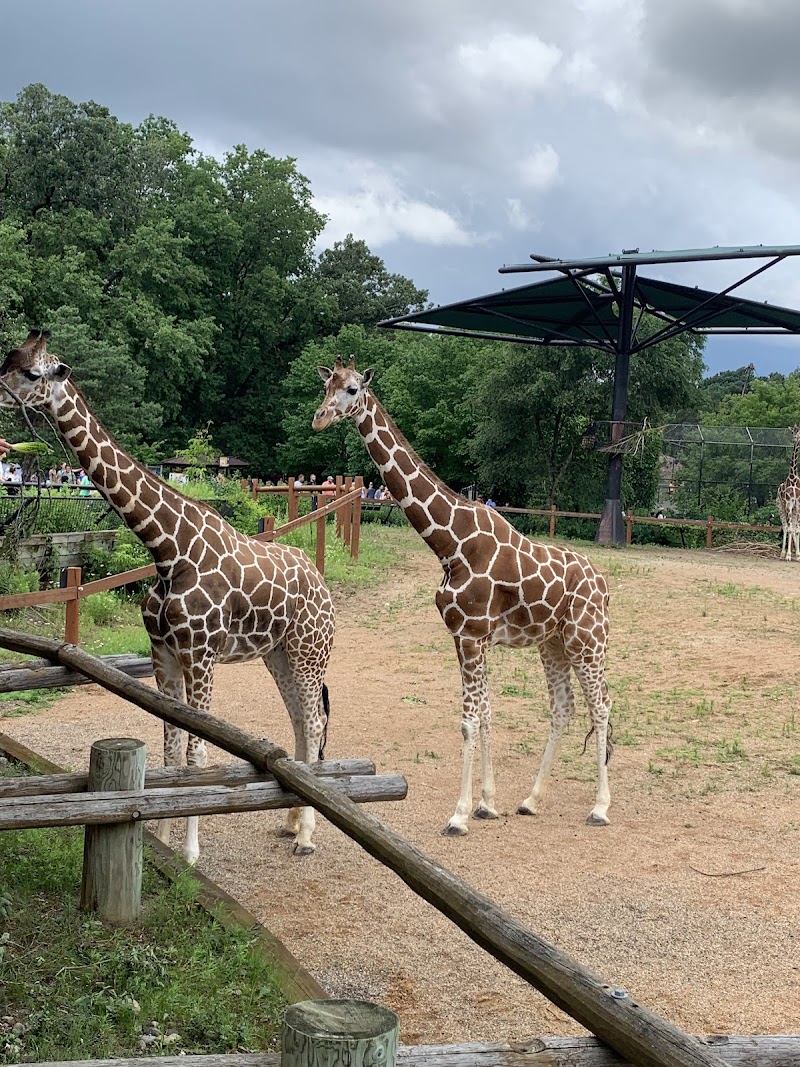 Giraffe Feeding Station — Petting Zoos in Minneapolis