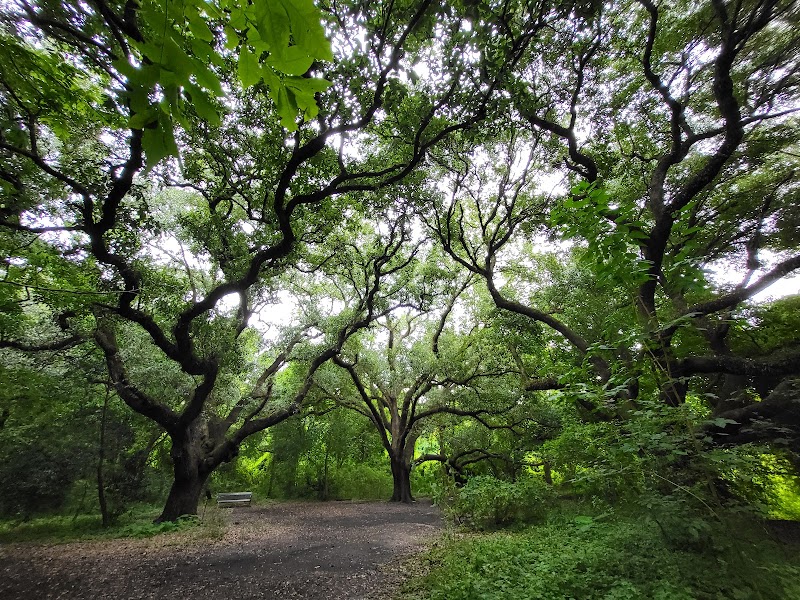 Couturie Forest Main Entrance — Hiking with Kids in New Orleans