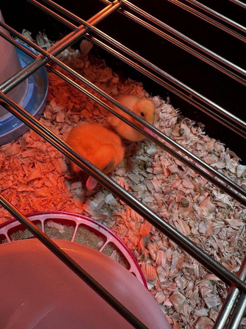 Walters Petting Zoo