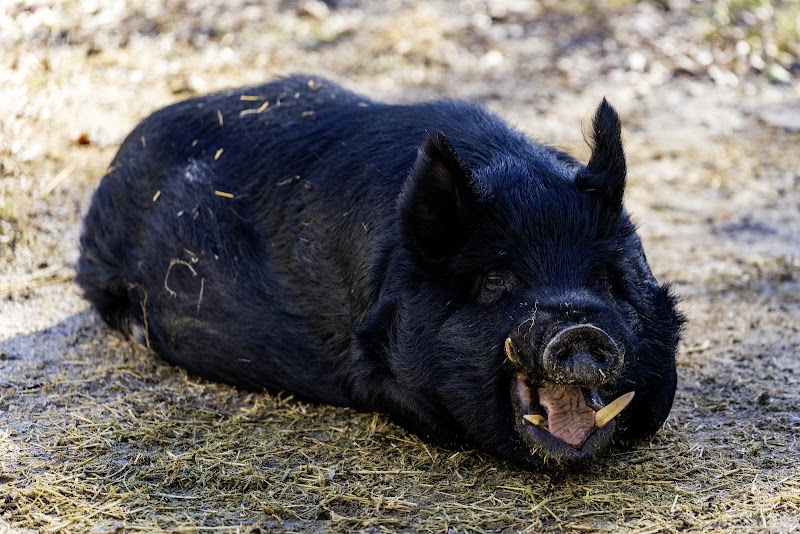 Once Upon a Farm — Farms and Agritourism in Memphis