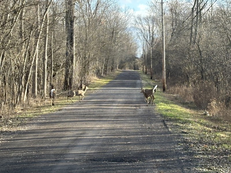 Lynch Woods Nature Park — Hiking with Kids in Rochester