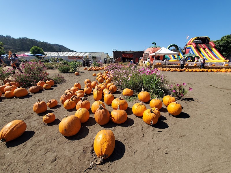 Pastorino's Pumpkin Farm — Petting Zoos in Sunnyvale