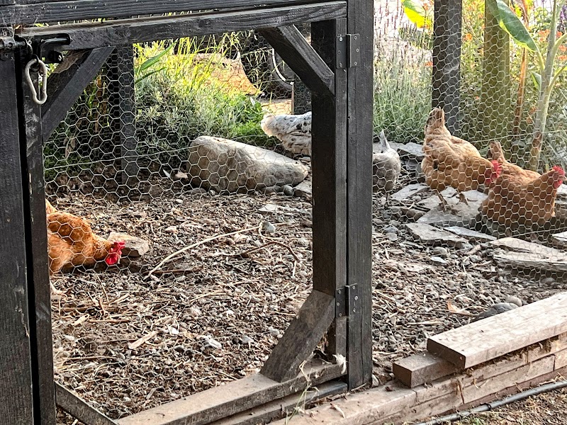 Little City Farm