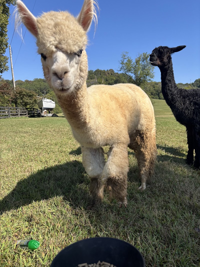 Coleman Valley Alpaca Farm