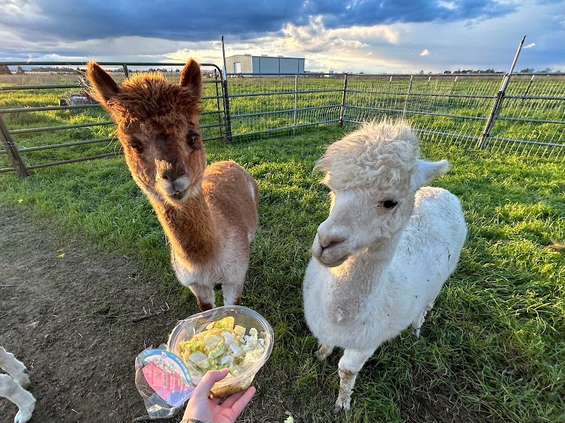 Mimi'Z Petting Zoo