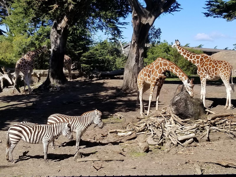 San Francisco Zoo