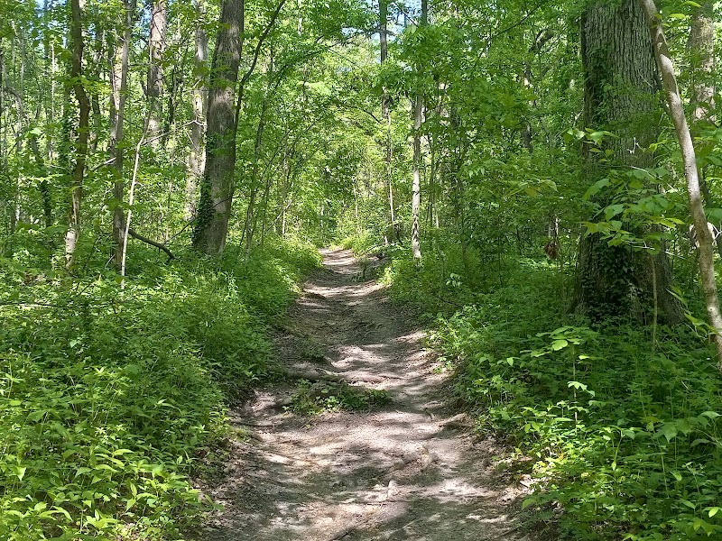 Old Forest State Natural Area — Hiking with Kids in Memphis