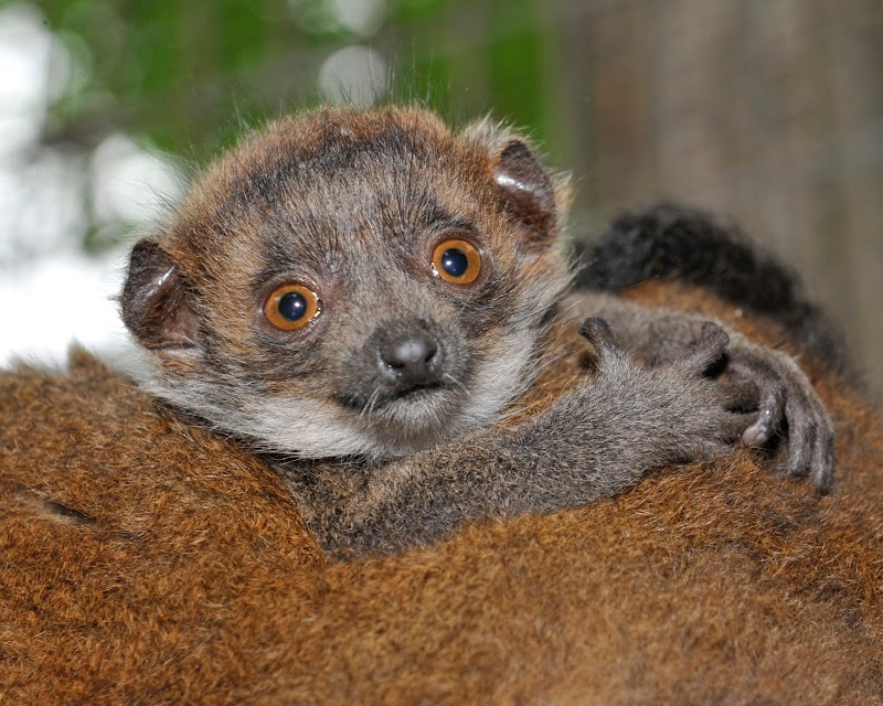 Duke Lemur Center — Zoos for Kids in Durham