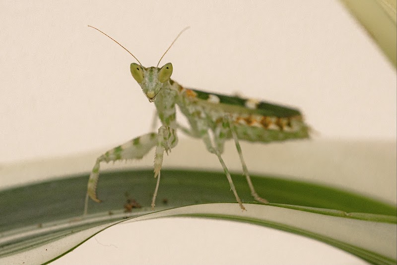 Portland Insectarium