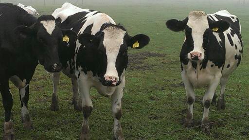 Hinchley's Dairy Farm Tours — Petting Zoos in Madison
