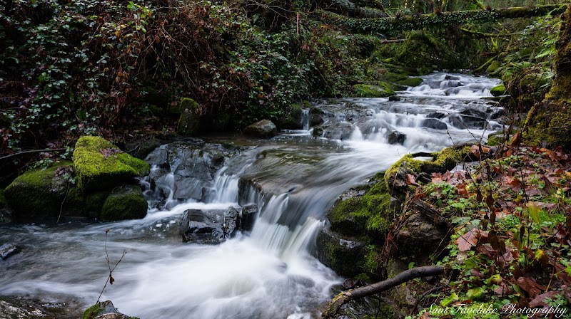 Marshall Park — Hiking with Kids in Portland