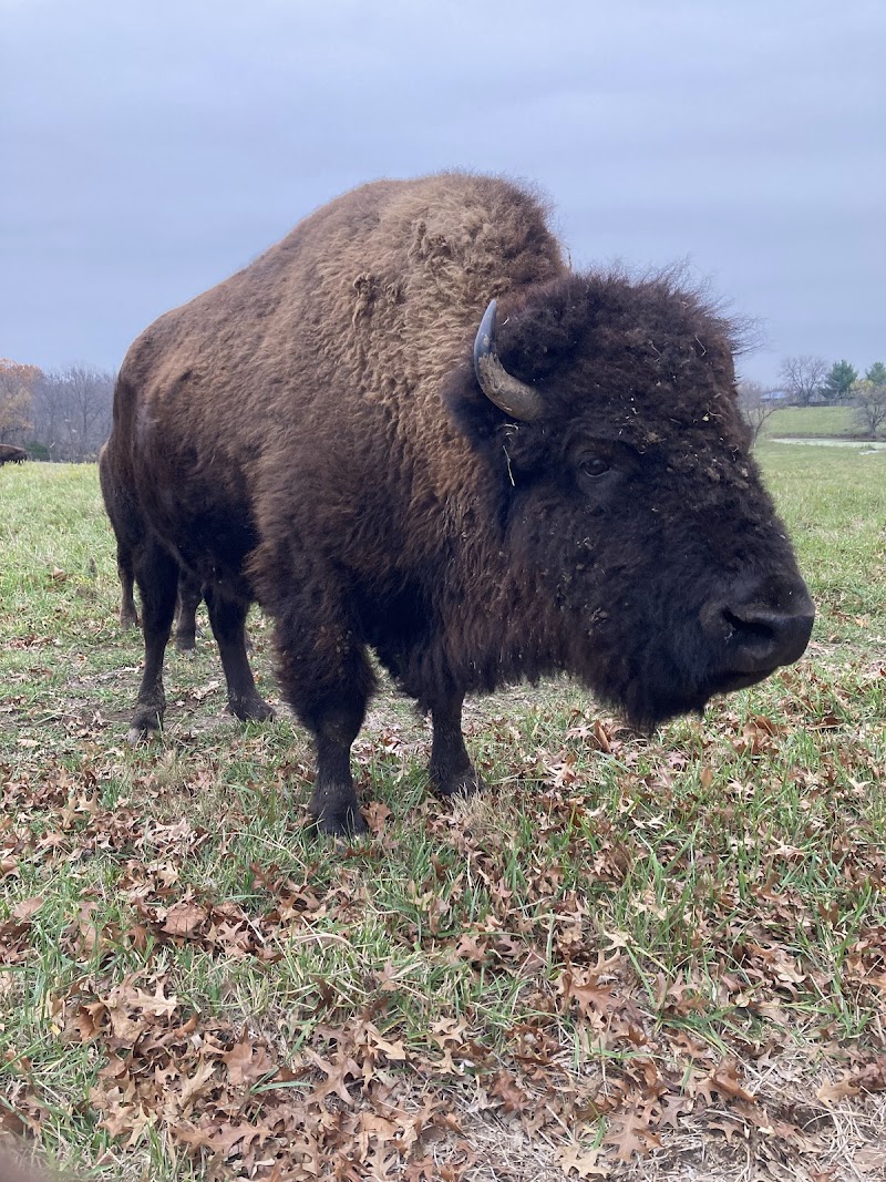Native Hoofed Animal Enclosure