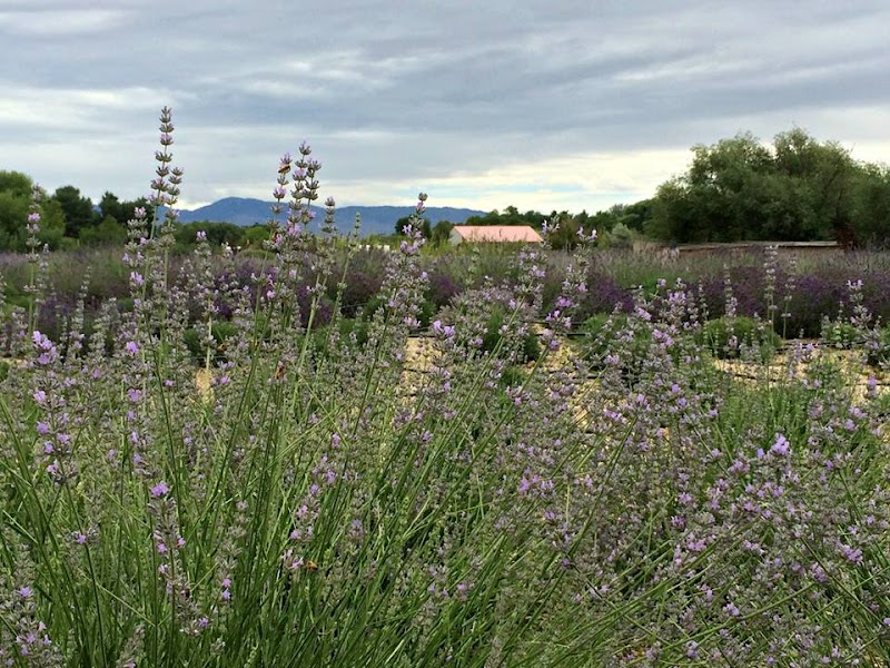 Red Chair Lavender — Fall Festivals in Boise