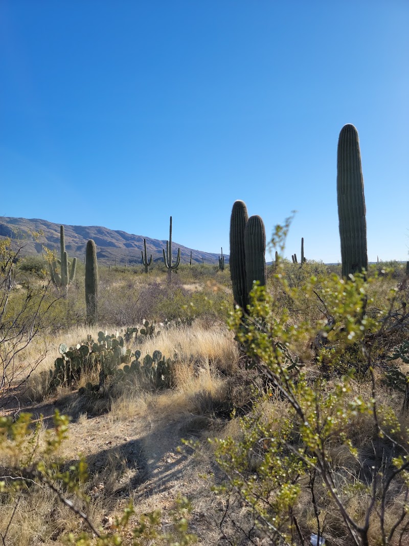 Douglas Spring Trailhead — Hiking with Kids in Tucson