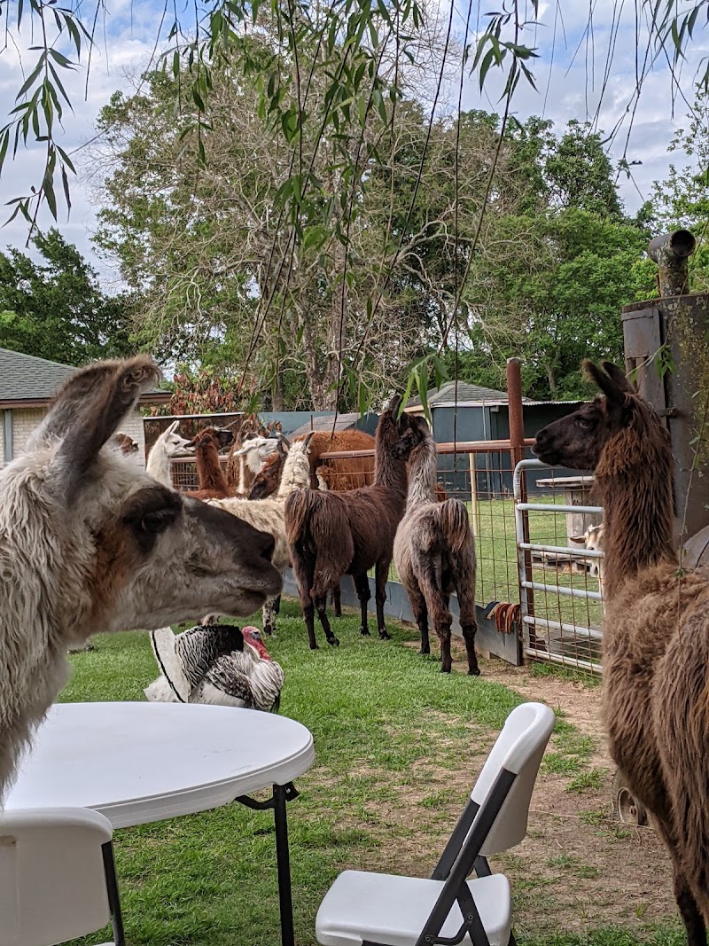 Figment Ranch