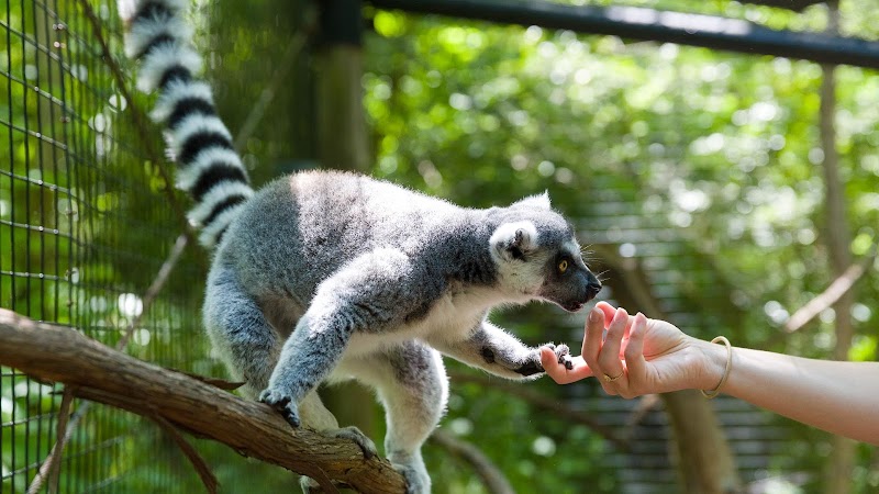 Oglebay Good Zoo