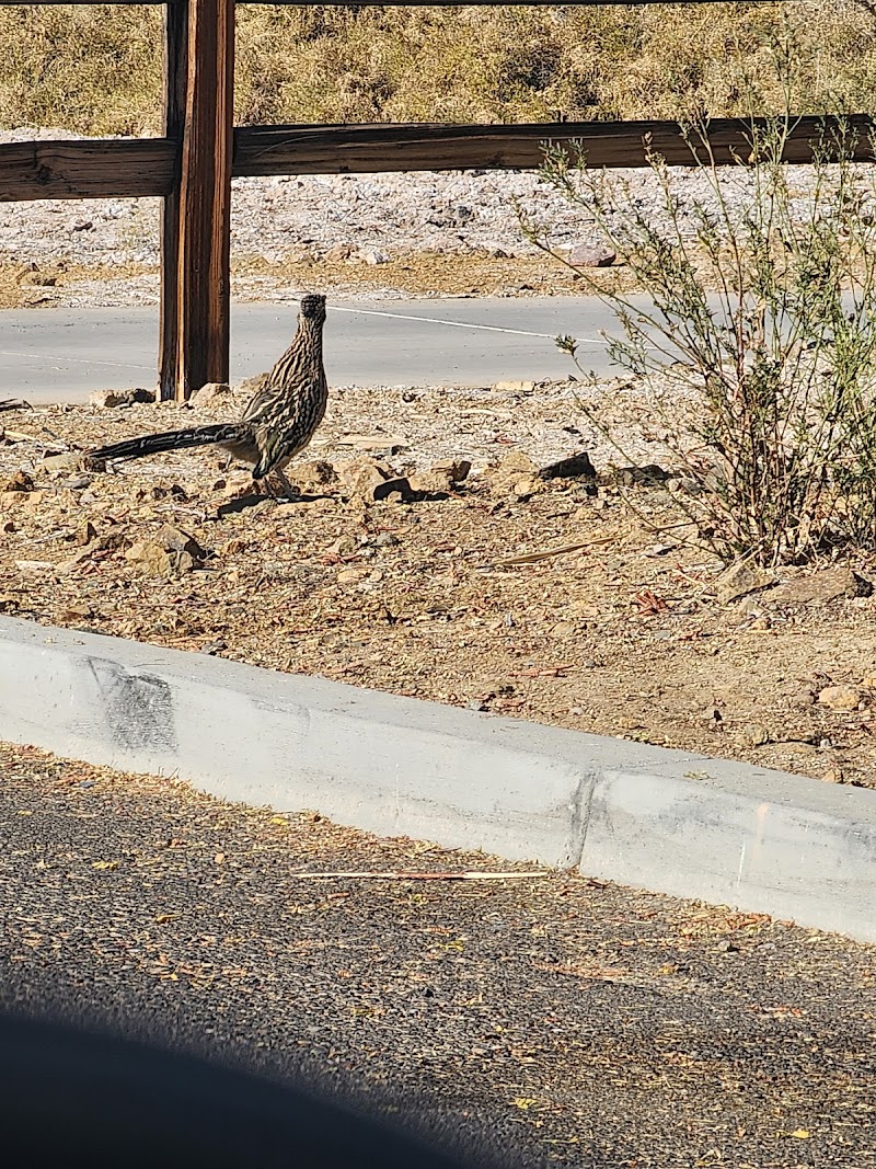 Wetlands Park Friends — Petting Zoos in Las Vegas