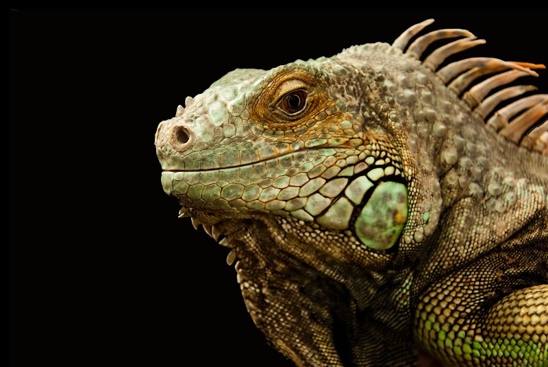 Lisa's Lizard Emporium — Zoos for Kids in Memphis