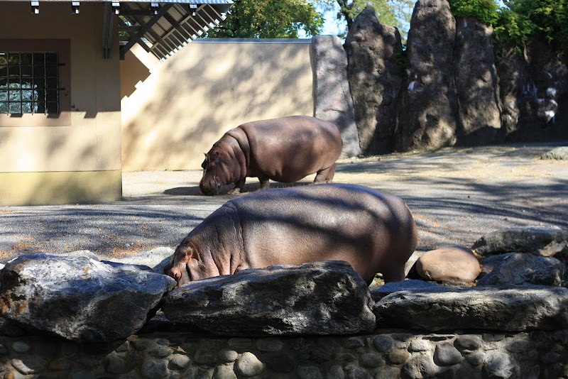 Hippo Habitat — Zoos for Kids in Philadelphia