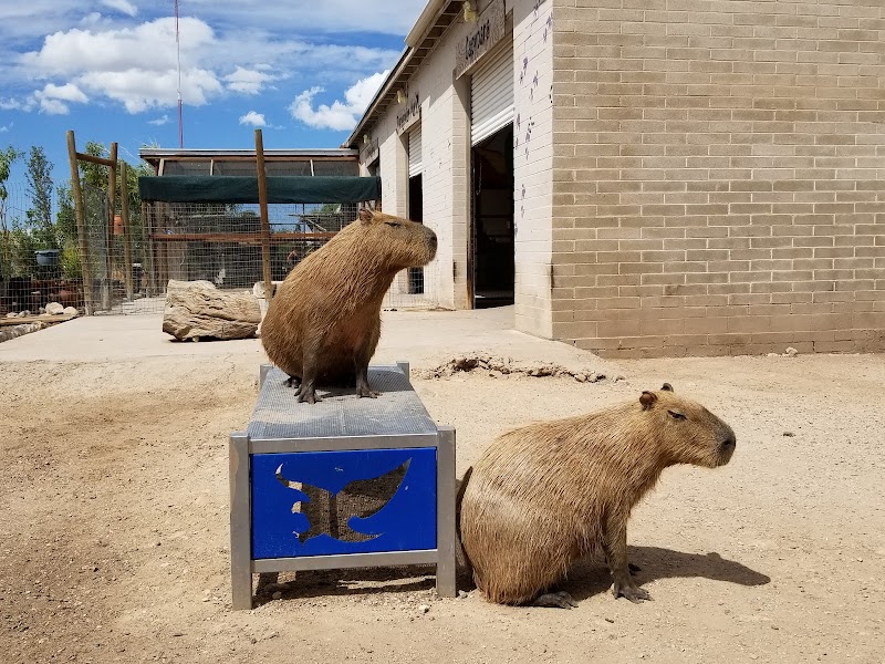 Ghost Ranch Exotics and Funny Foot Farm — Petting Zoos in Tucson