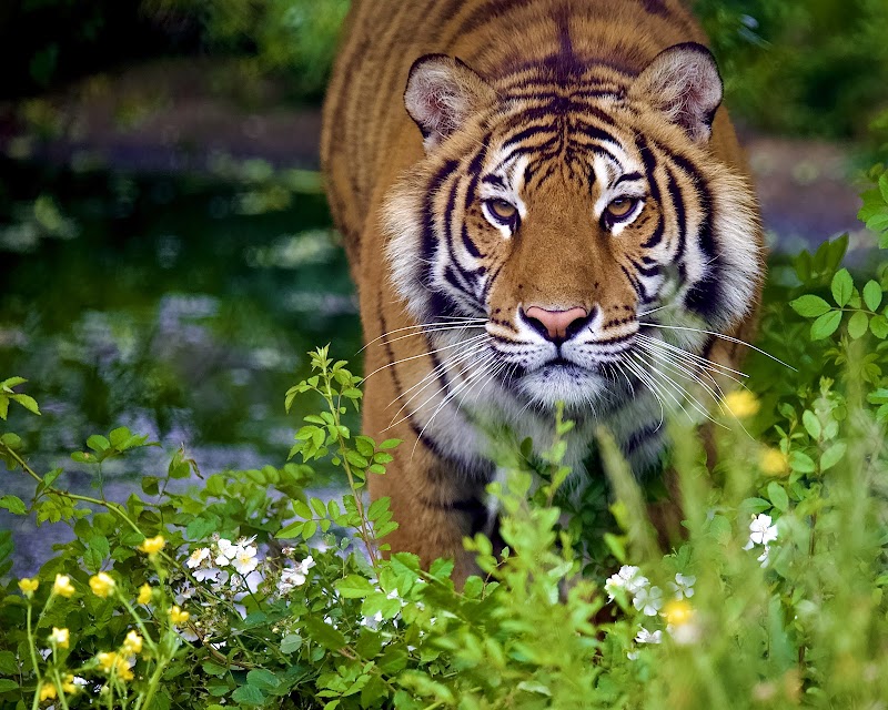 Chestatee Wildlife Preserve & Zoo