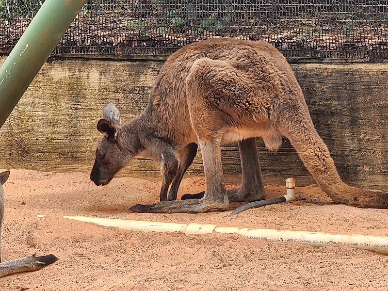 Walkabout Way — Petting Zoos in Tampa