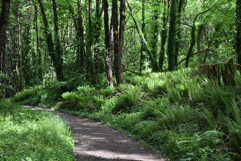 Forest Park — Hiking with Kids in Portland