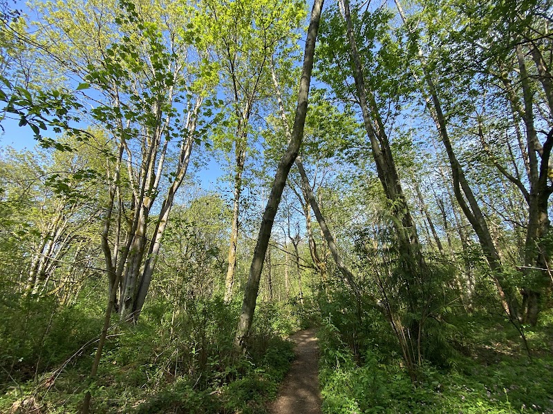 Wolf Tree Nature Area — Hiking with Kids in Seattle
