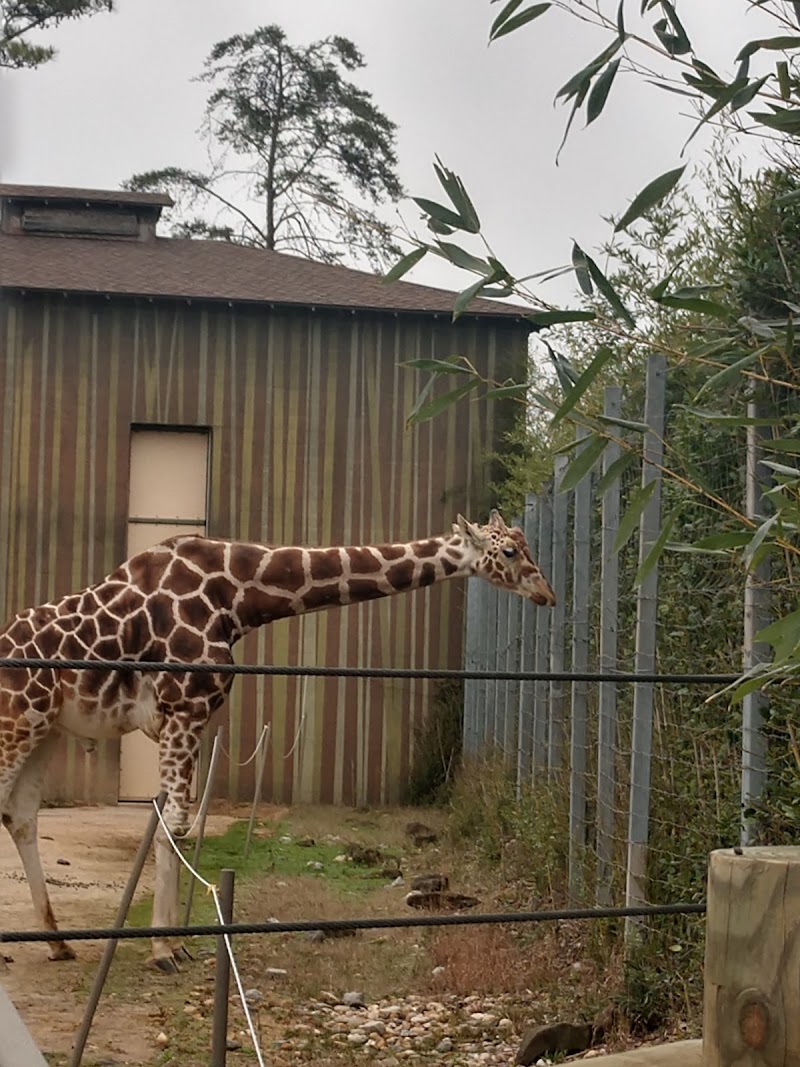 Birmingham Zoo Zoofari Camp
