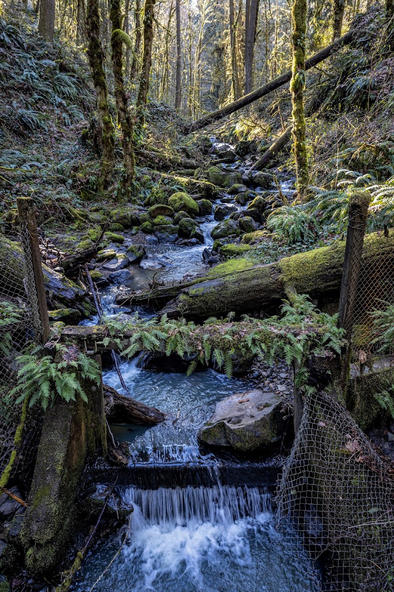 Wildwood Trail — Hiking with Kids in Portland