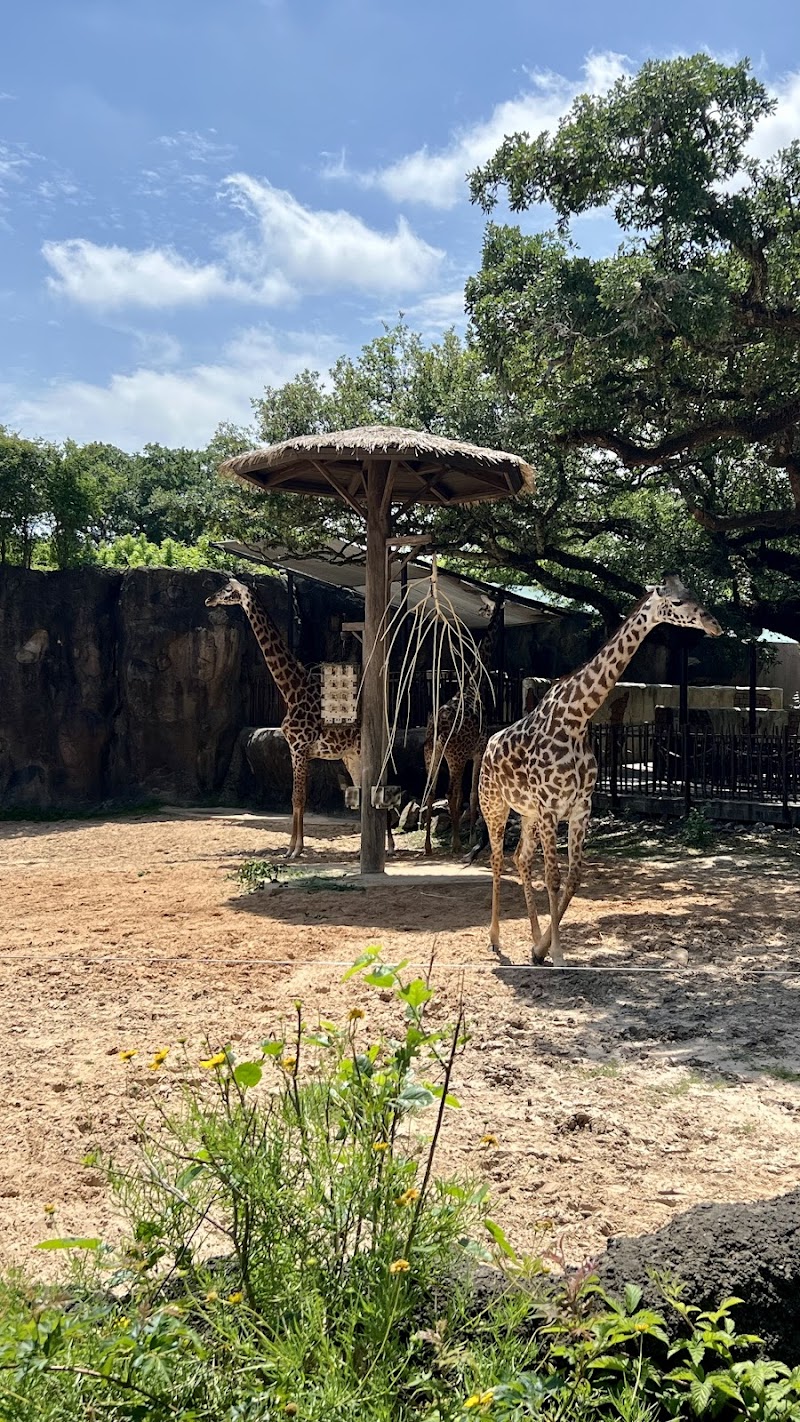 Houston zoo