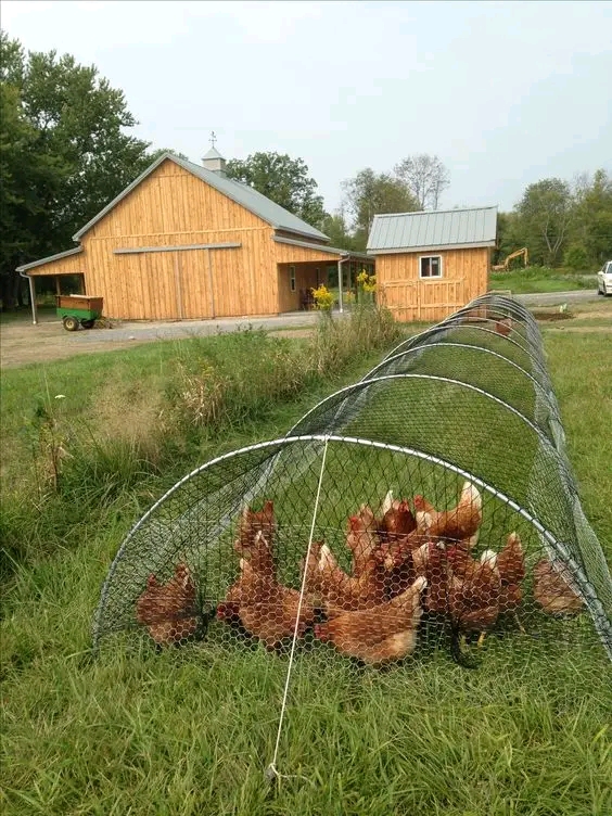 Burns Exotic Farms