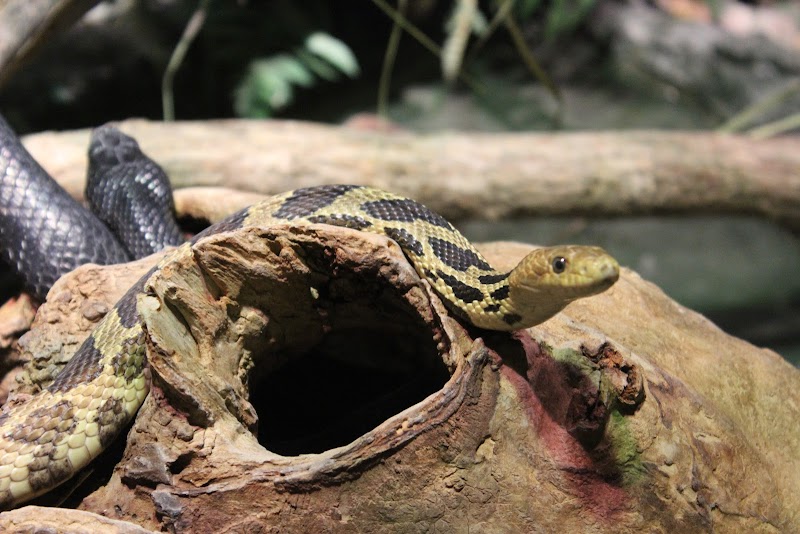 Discovery Center and Herpetarium — Petting Zoos in Madison