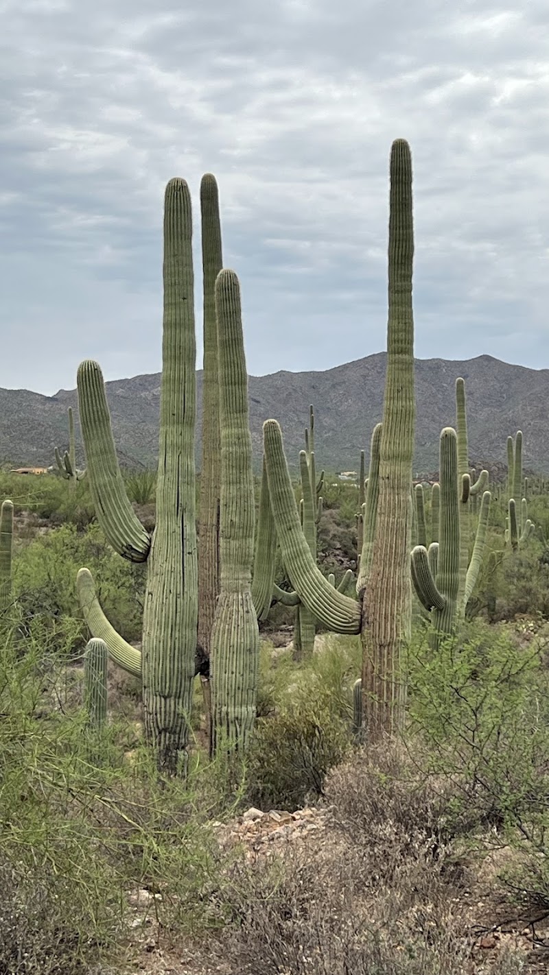Sweetwater Preserve Trailhead — Hiking with Kids in Tucson