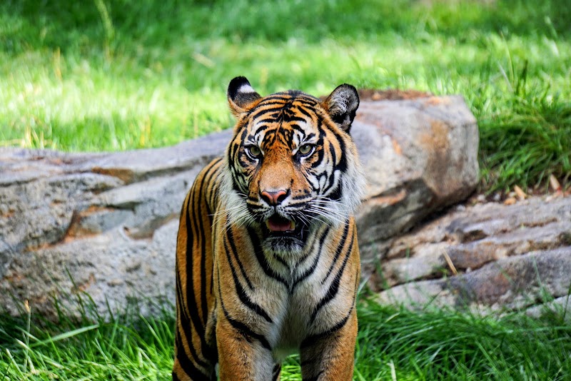 Tiger Crossroads — Petting Zoos in Nashville