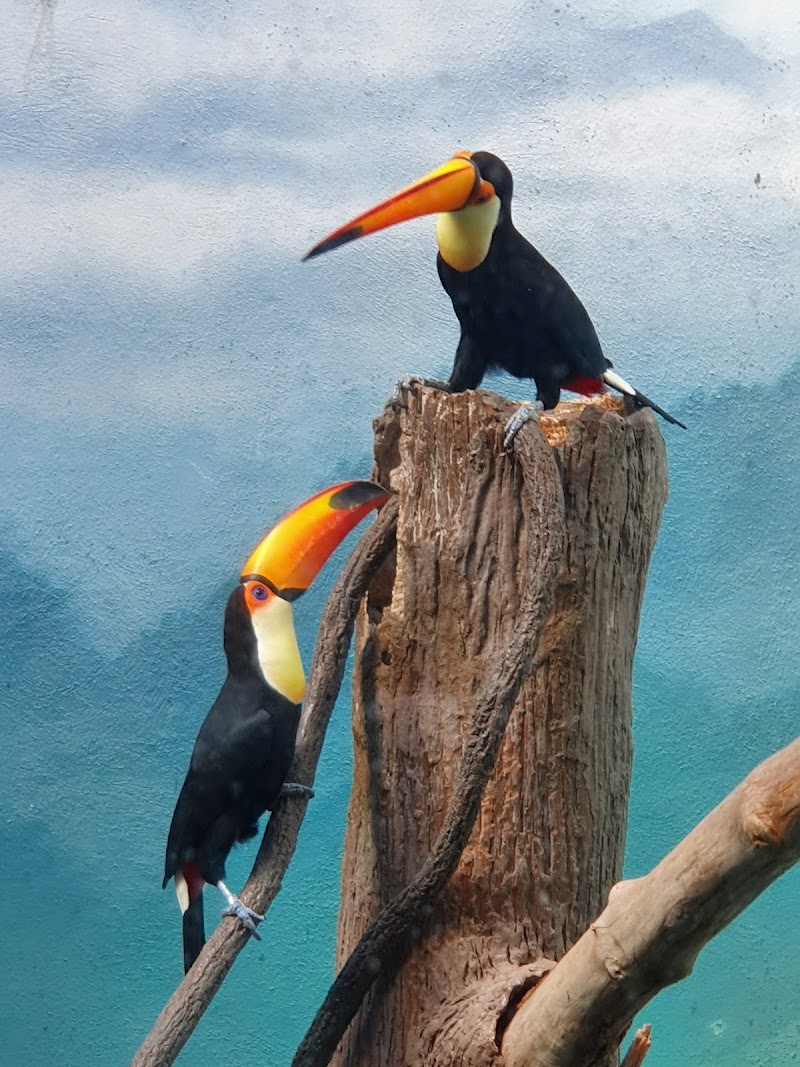 World of Birds