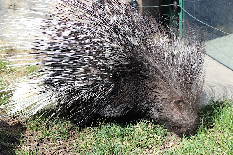 Children's Zoo Animal Exhibit — Petting Zoos in Madison