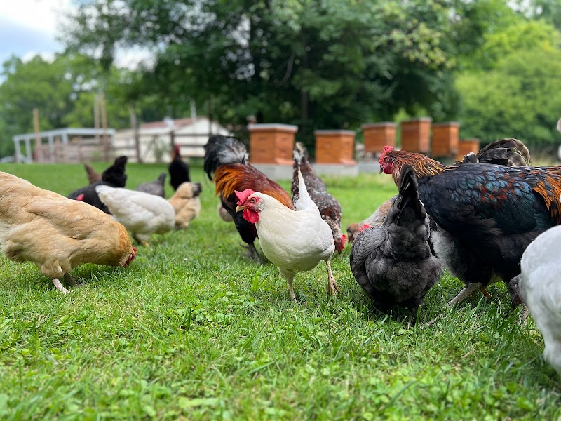 Biddy Urban Farm