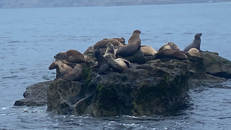 La Jolla Caves Snorkel & Paddleboard Rentals & Tours