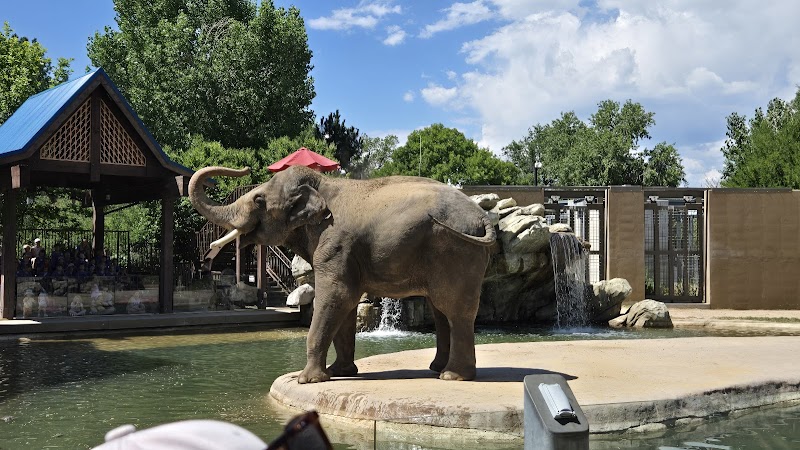 Elephants — Petting Zoos in Denver